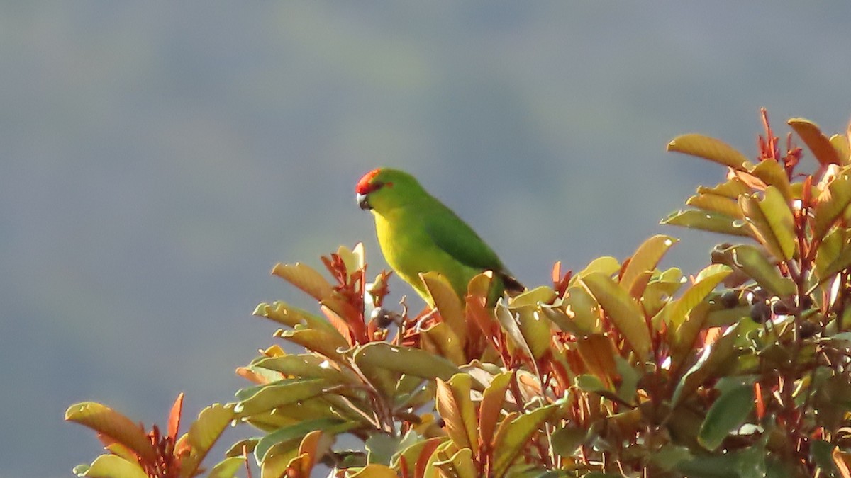 New Caledonian Parakeet - ML191491951