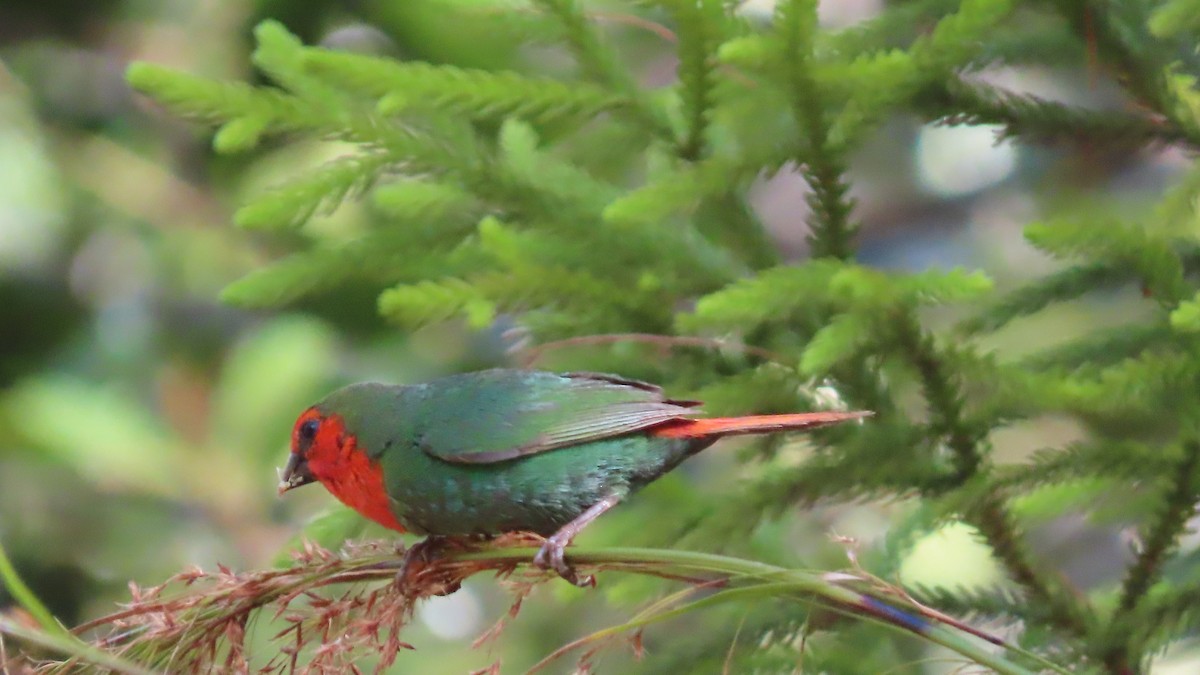 Red-throated Parrotfinch - ML191492041