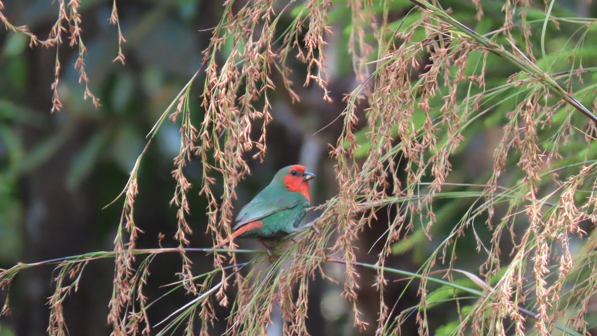Red-throated Parrotfinch - Jo Culican
