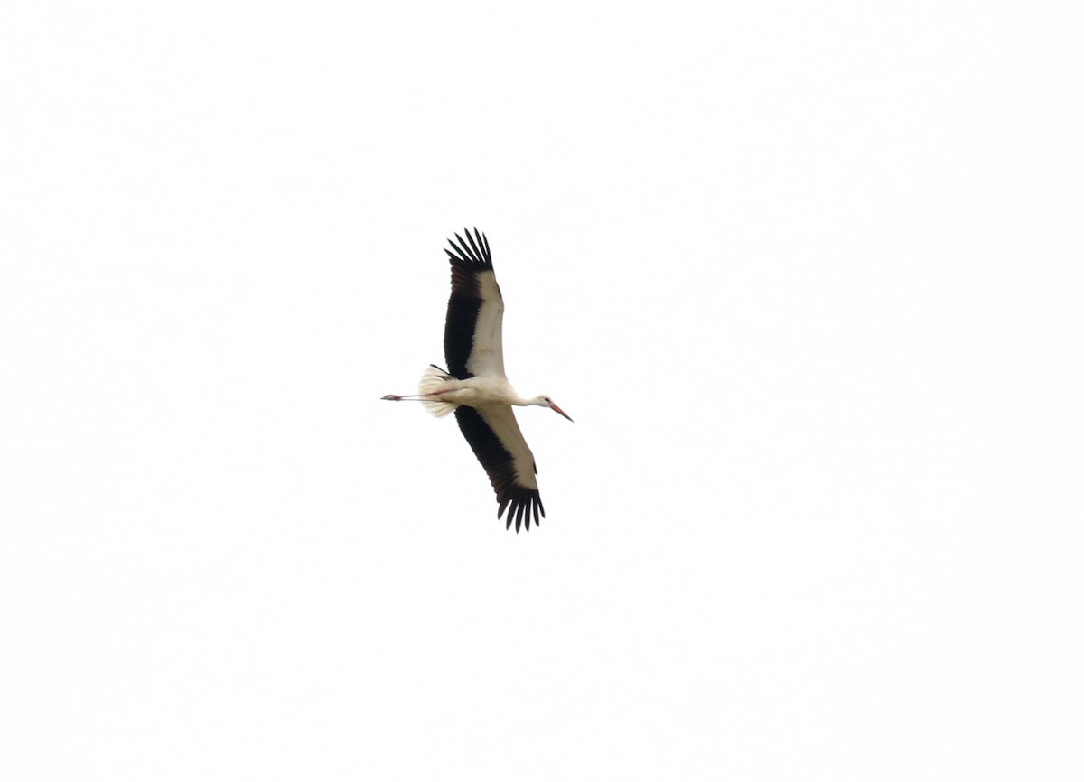 White Stork - Fikret Ataşalan