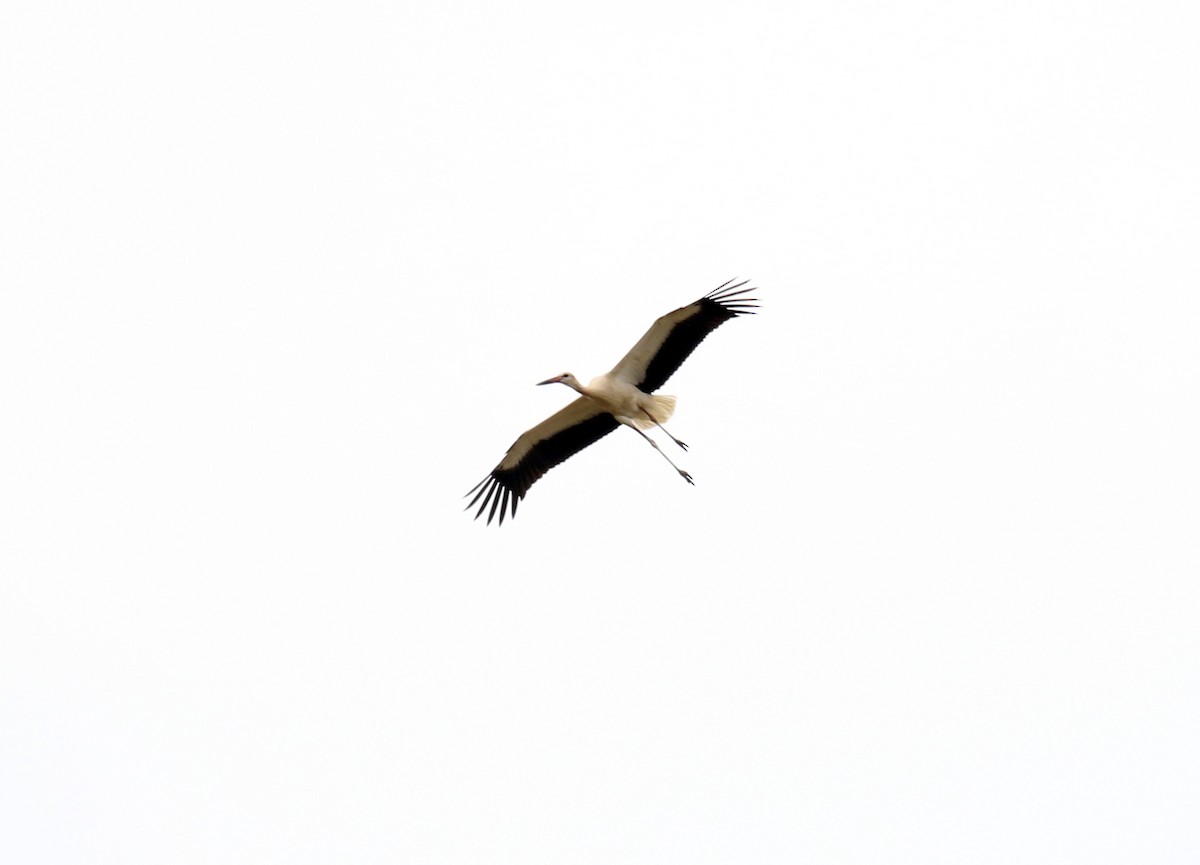 White Stork - Fikret Ataşalan