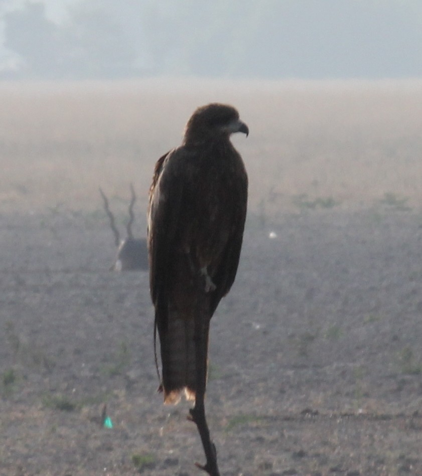 Indian Spotted Eagle - ML191499721