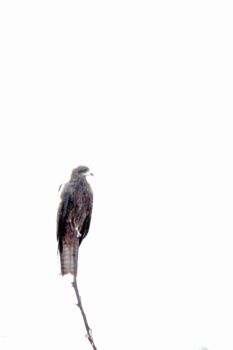 Greater Spotted Eagle - VINIT RAU