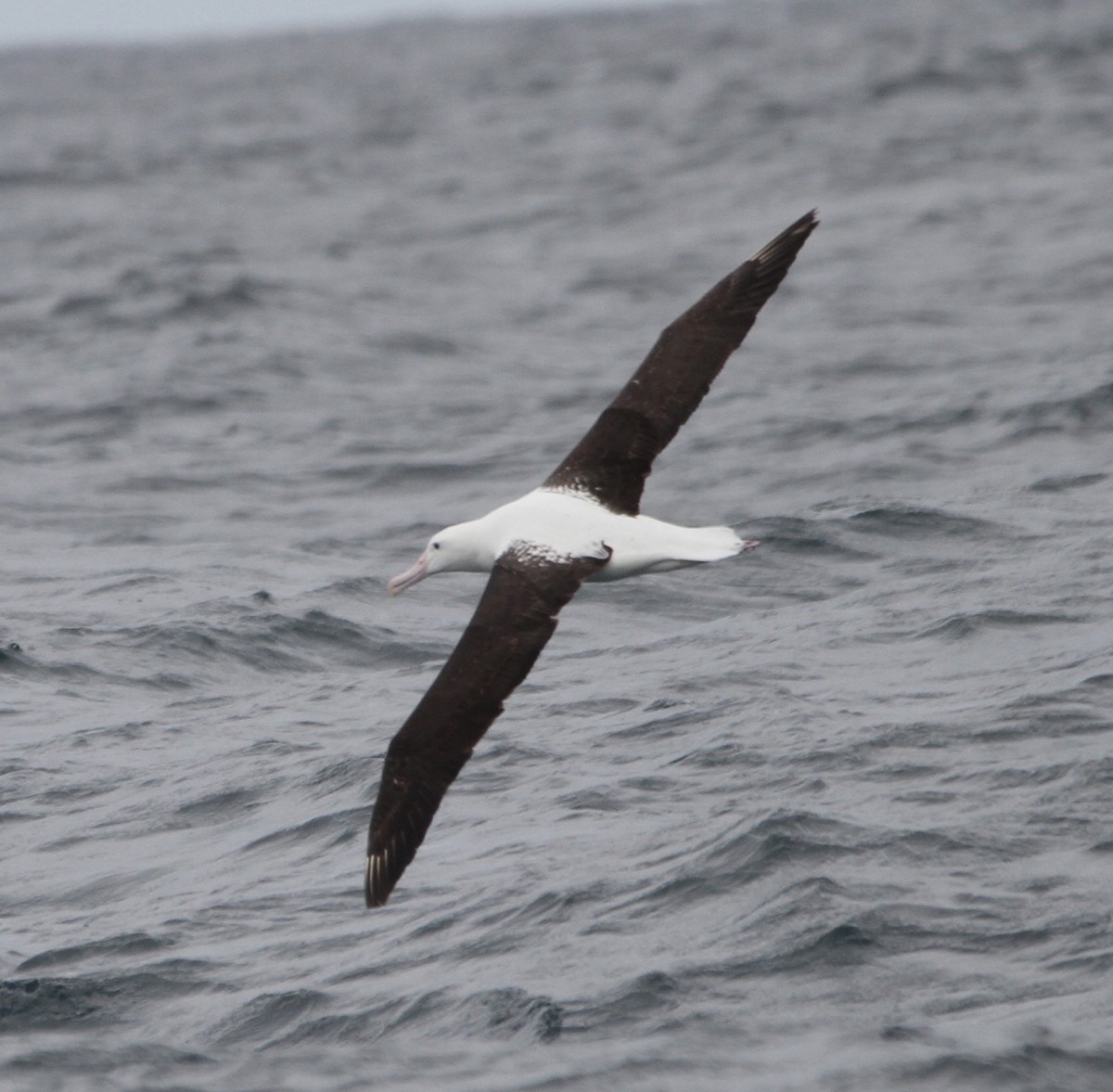 albatros Sanfordův - ML191500701