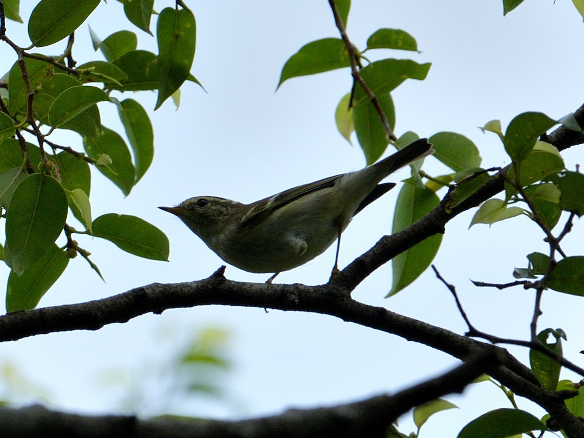 Yellow-browed Warbler - Choong YT