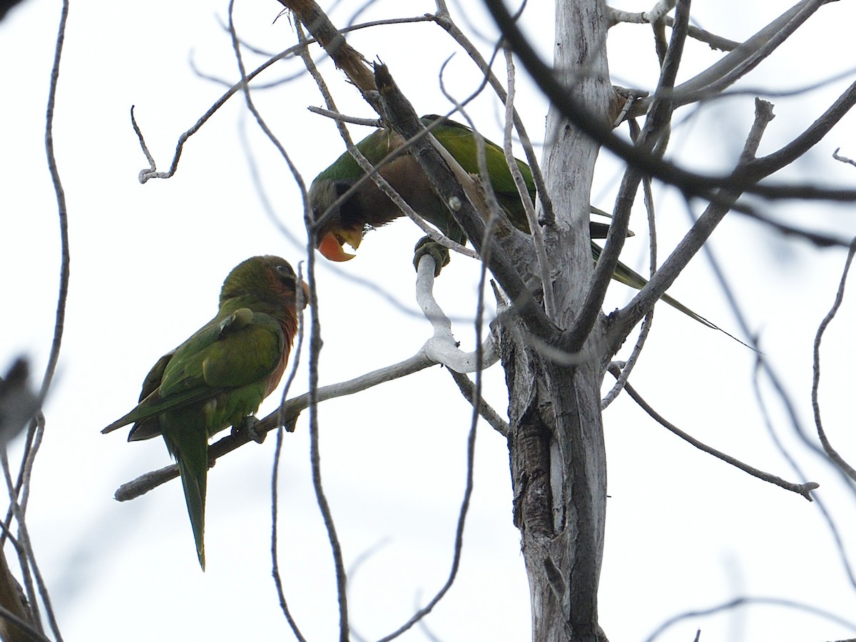 Red-breasted Parakeet - ML191501191