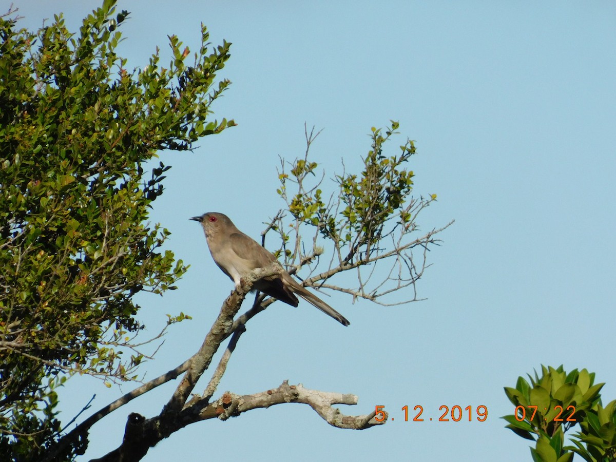 Ash-colored Cuckoo - ML191505121
