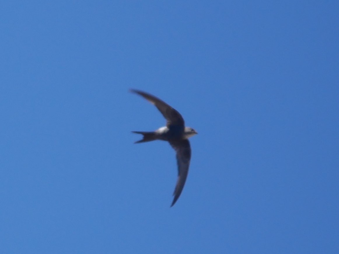 Pacific Swift - Keith Morris