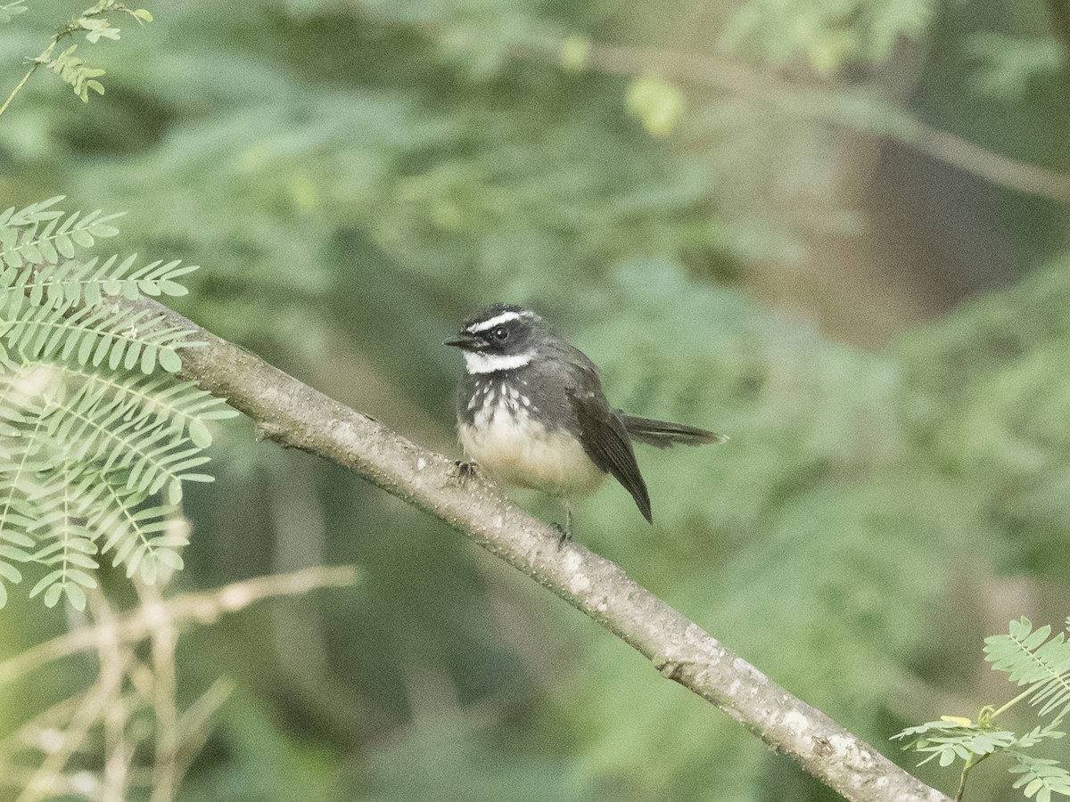 Spot-breasted Fantail - ML191506701
