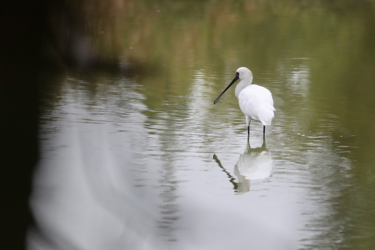 Black-faced Spoonbill - Ting-Wei (廷維) HUNG (洪)