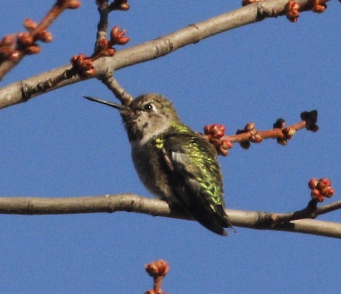 Anna's Hummingbird - ML191516991
