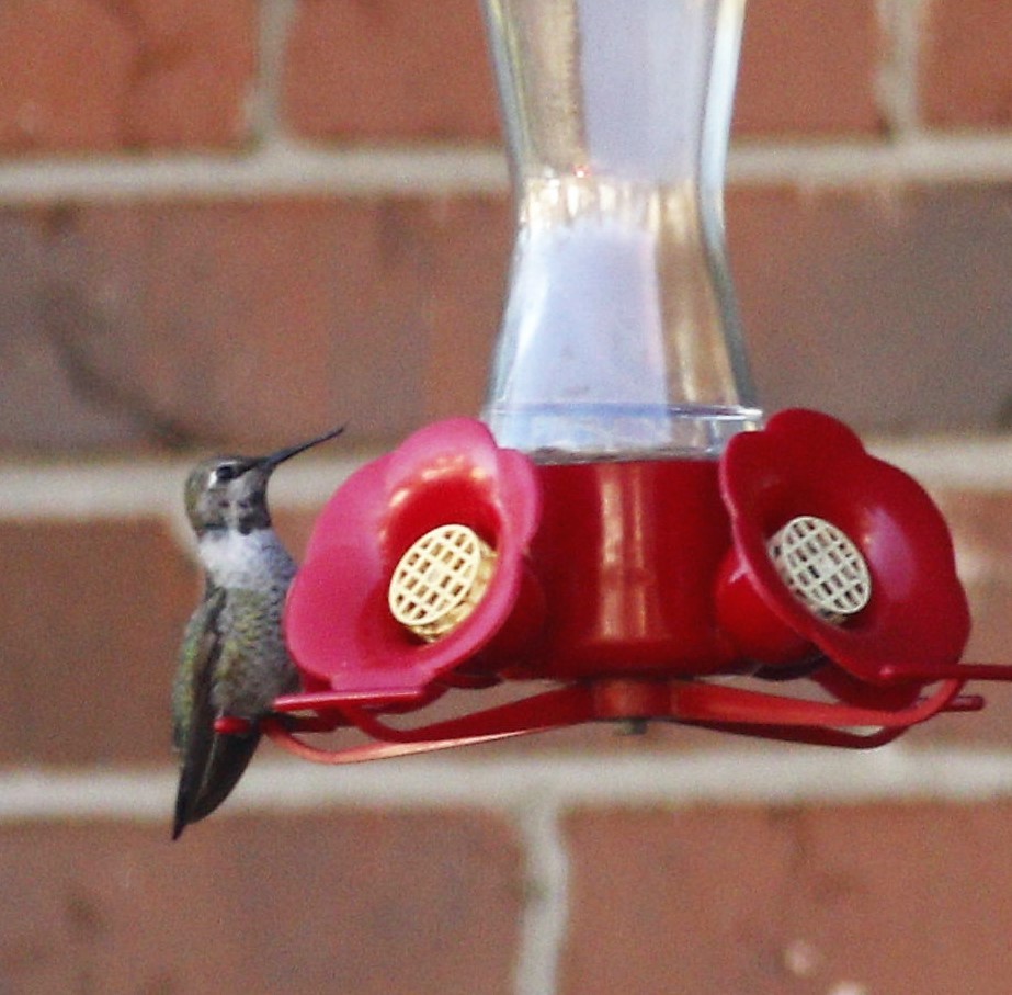 Anna's Hummingbird - ML191517021