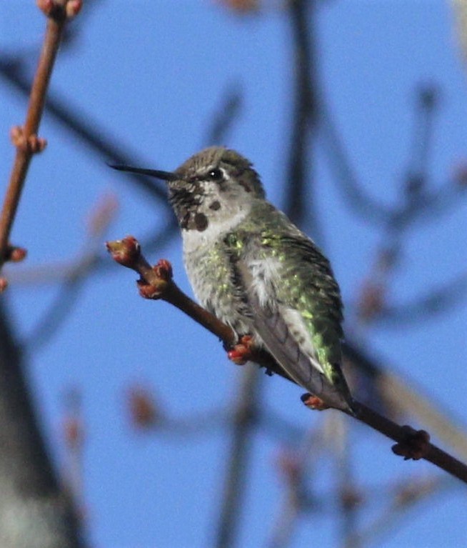 Anna's Hummingbird - ML191517031