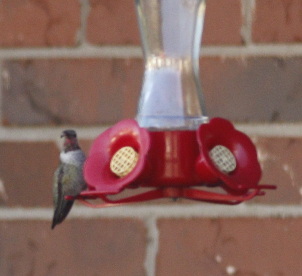 Anna's Hummingbird - ML191517051