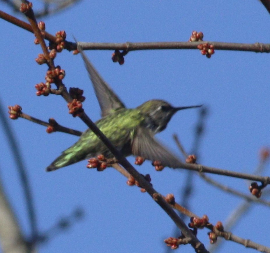 Anna's Hummingbird - ML191517061