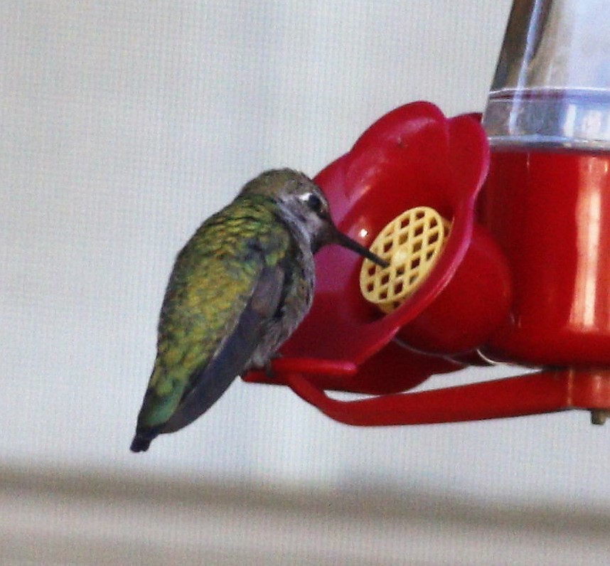 Anna's Hummingbird - ML191517071