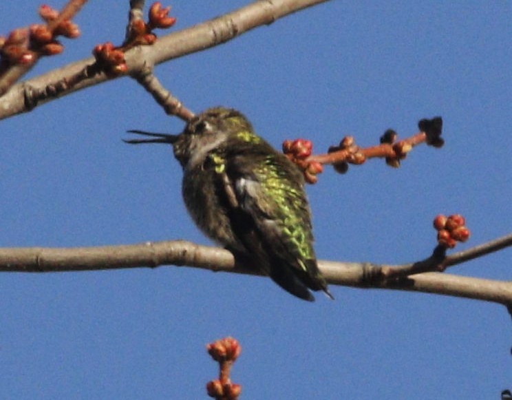 Anna's Hummingbird - ML191517081