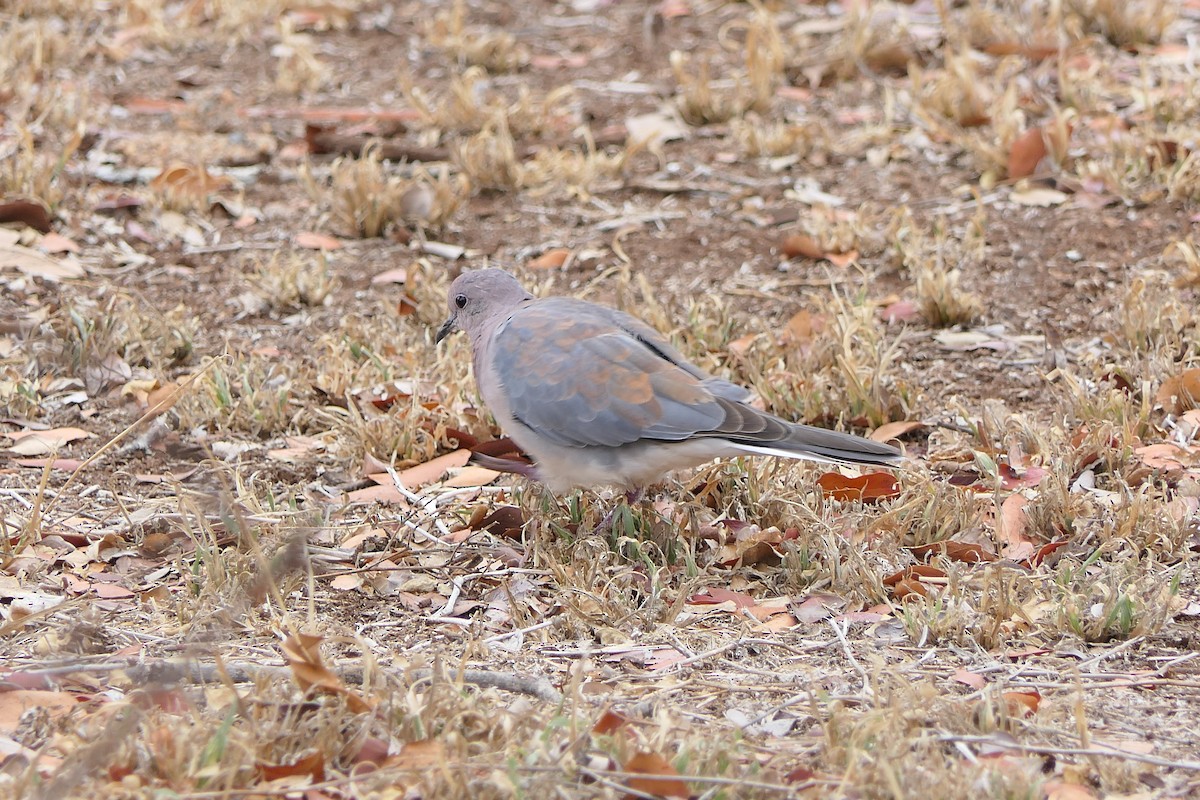 Laughing Dove - ML191522821
