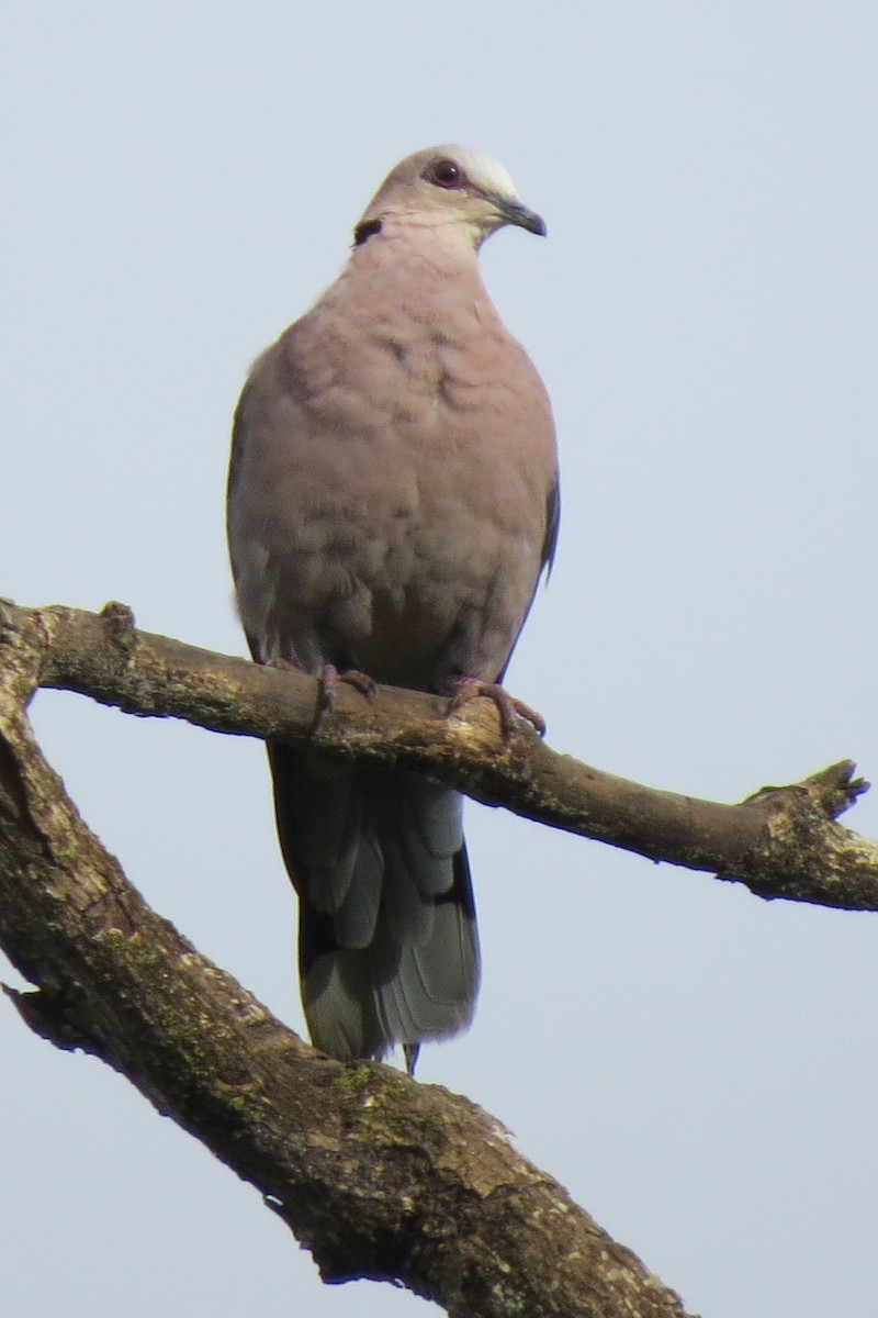 Red-eyed Dove - ML191523431