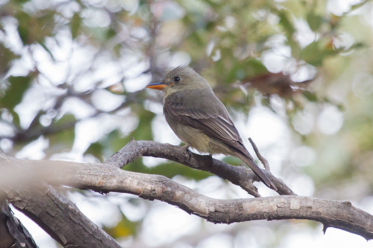 Greater Pewee - ML191526461