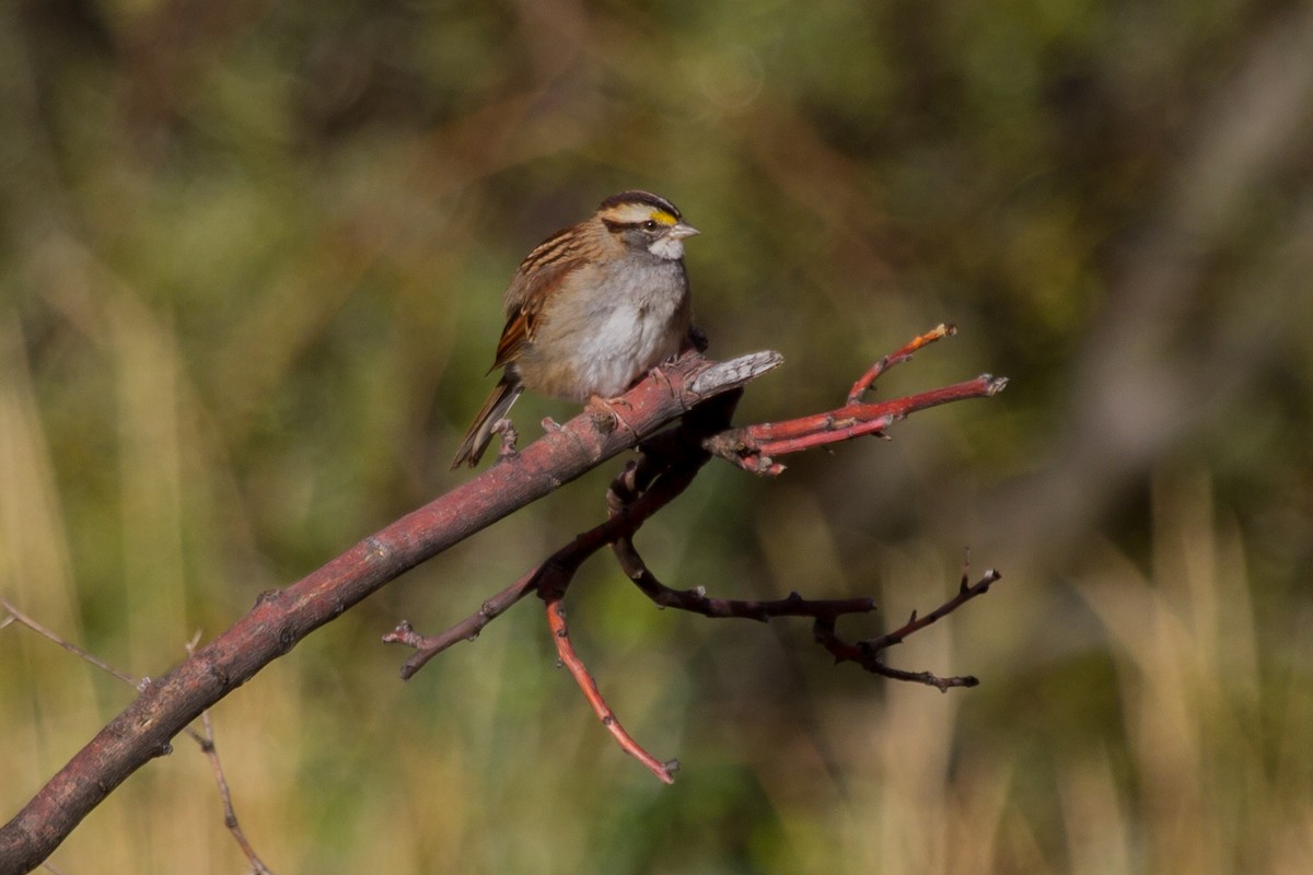 White-throated Sparrow - Tim van der Meer