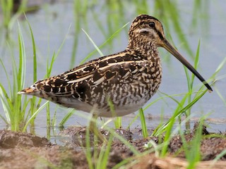  - African Snipe