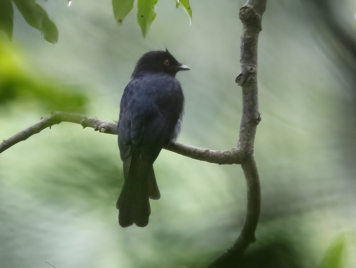 Western Square-tailed Drongo - ML191528301