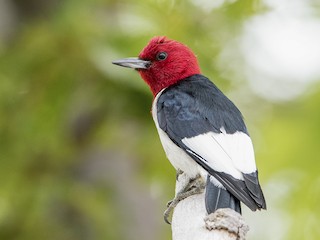  - Red-headed Woodpecker