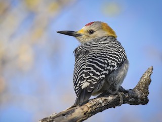  - Golden-fronted Woodpecker