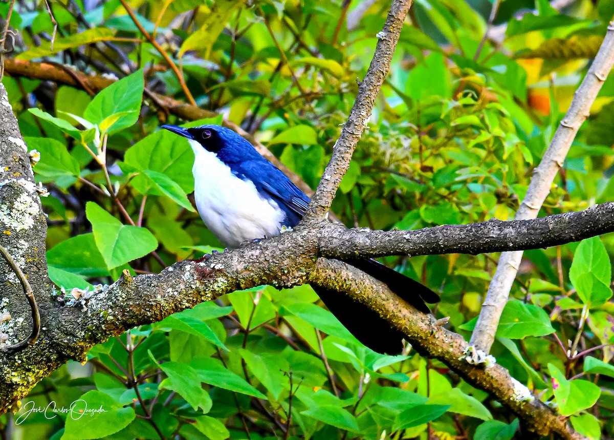 Blue-and-white Mockingbird - ML191533611