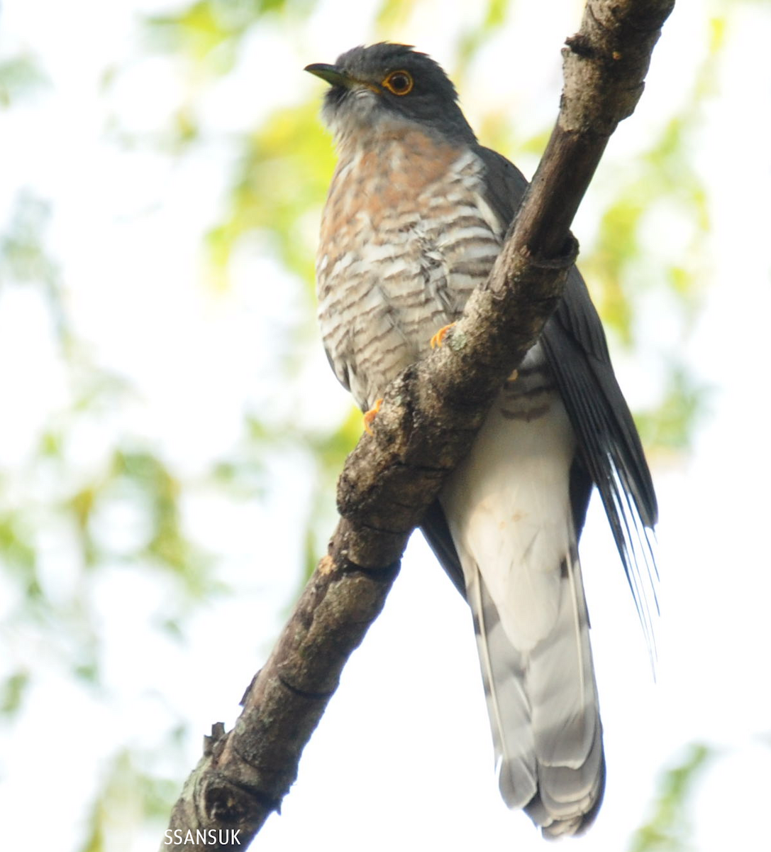 Large Hawk-Cuckoo - Sakkarin Sansuk