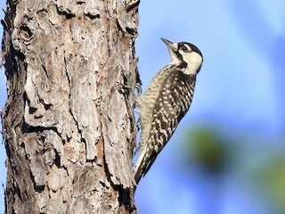  - Red-cockaded Woodpecker