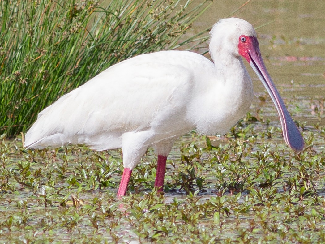 African Spoonbill - Chris Sayers
