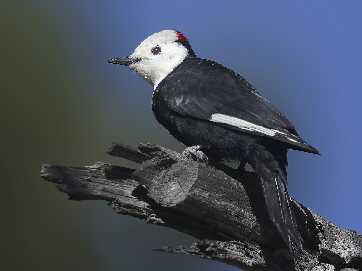 White Headed Woodpecker