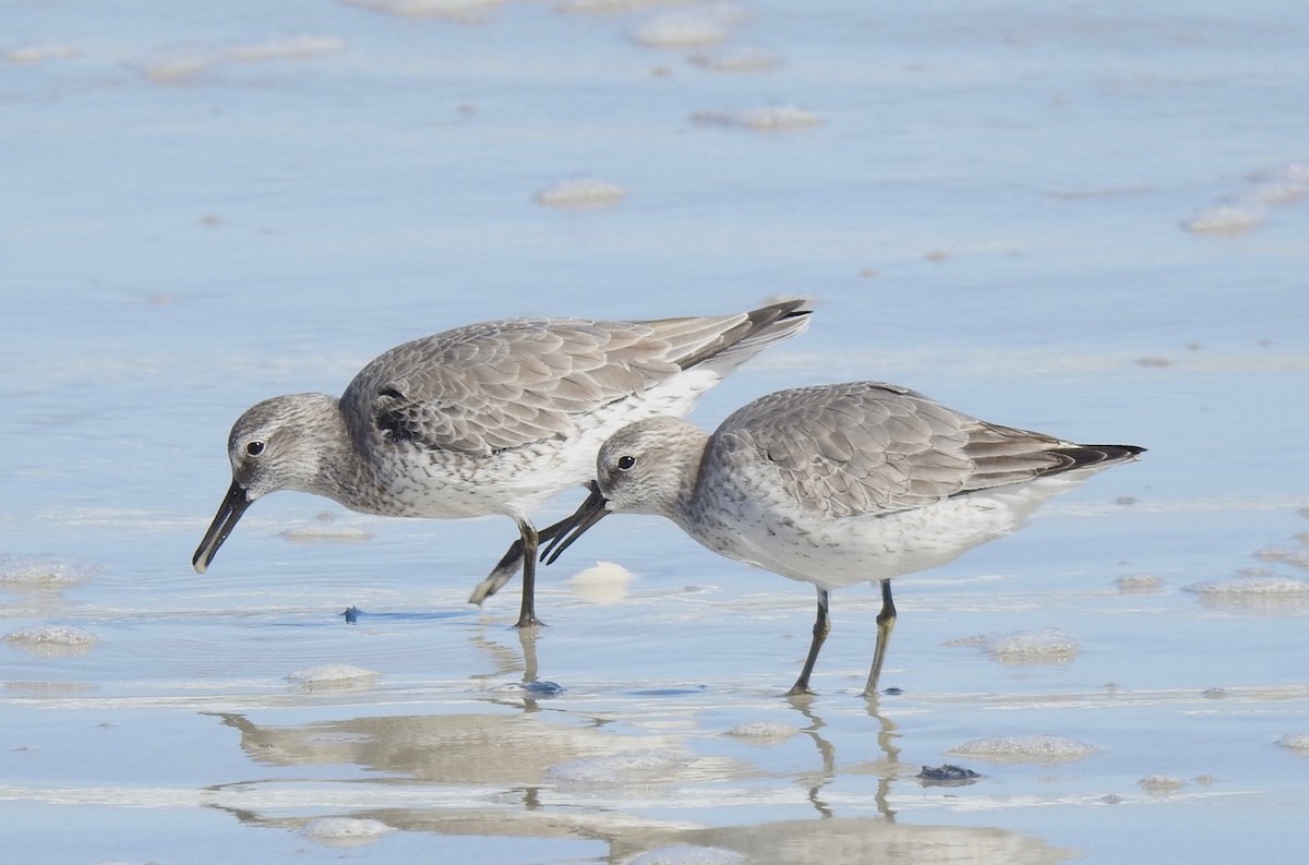 Red Knot - ML191536731