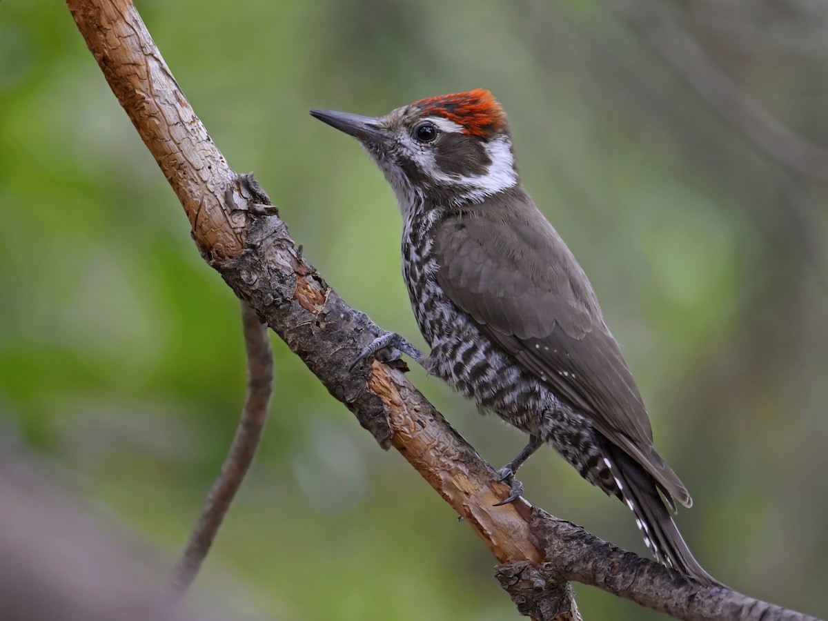 Arizona Woodpecker - Dryobates arizonae - Birds of the World