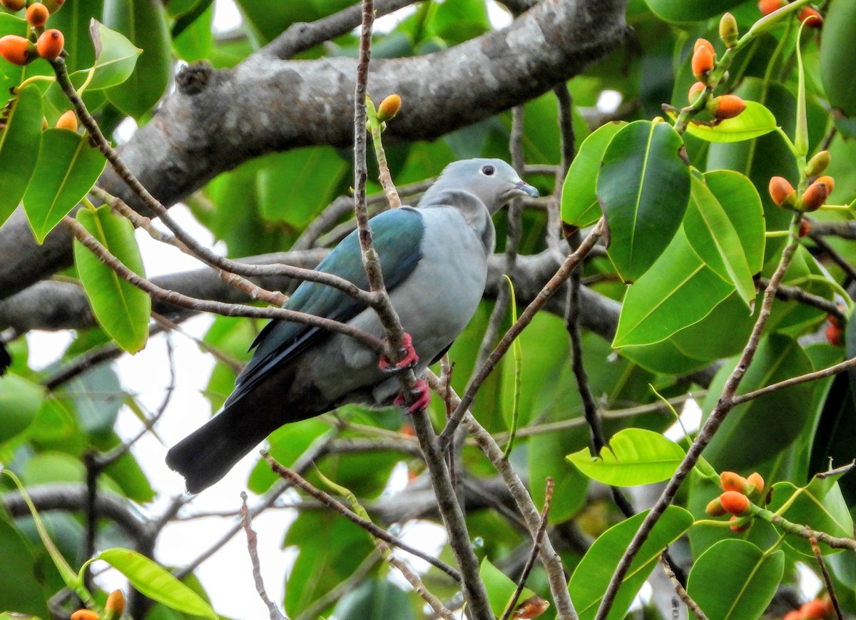 Island Imperial-Pigeon - ML191538371