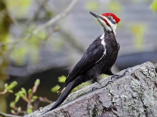  - Pileated Woodpecker