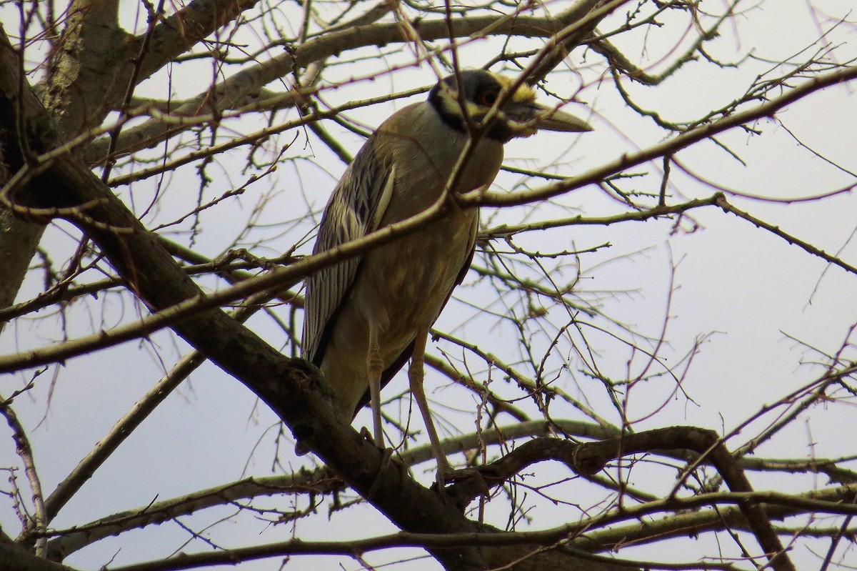 Yellow-crowned Night Heron - Luzerne County Historical Data