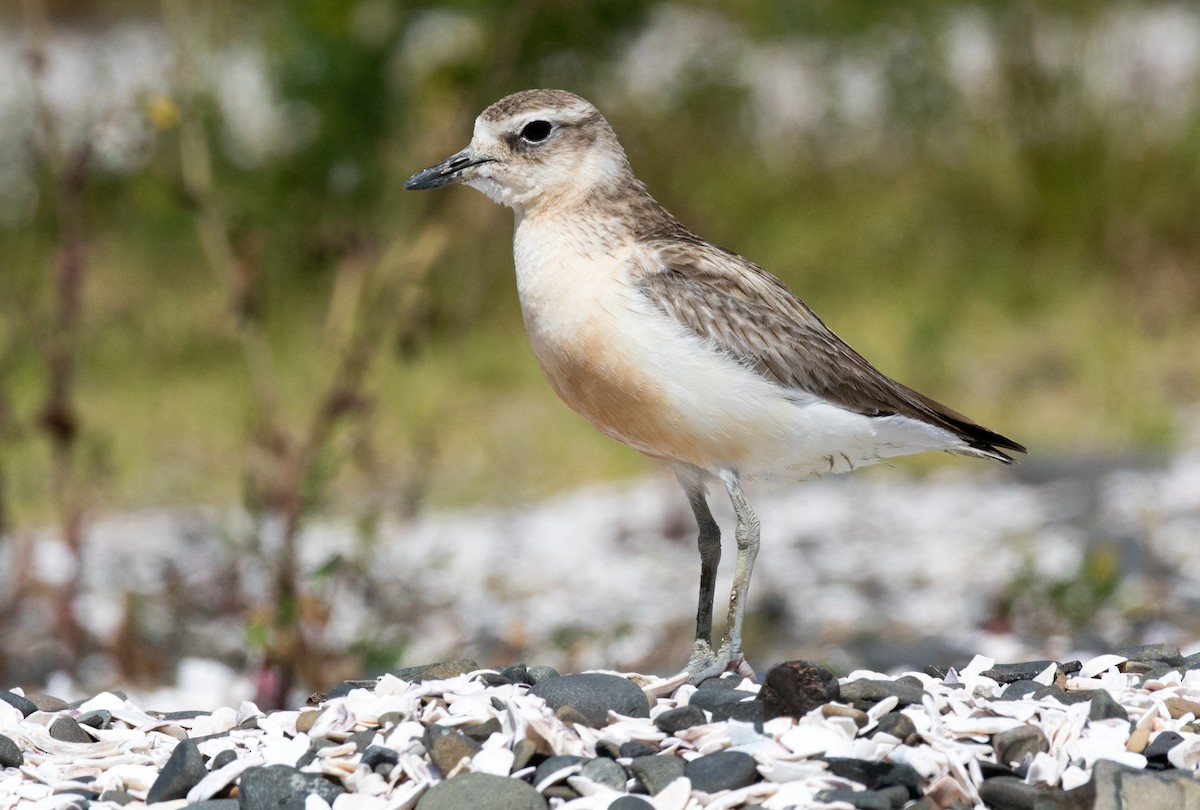 Red-breasted Dotterel - Chris Barnes