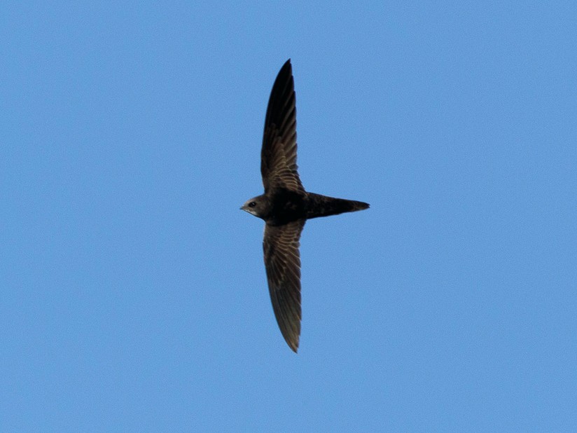 African Swift - Kaushal Patel