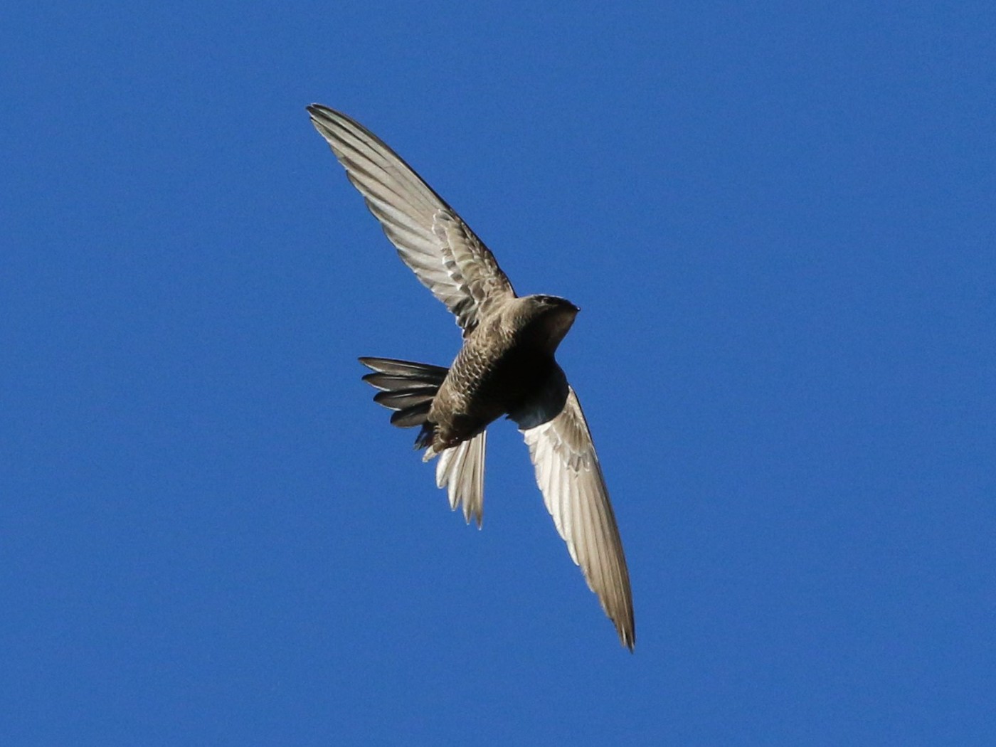 African Swift - Wigbert Vogeley