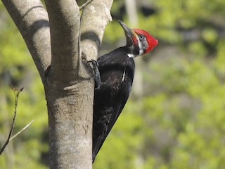  - Black-bodied Woodpecker