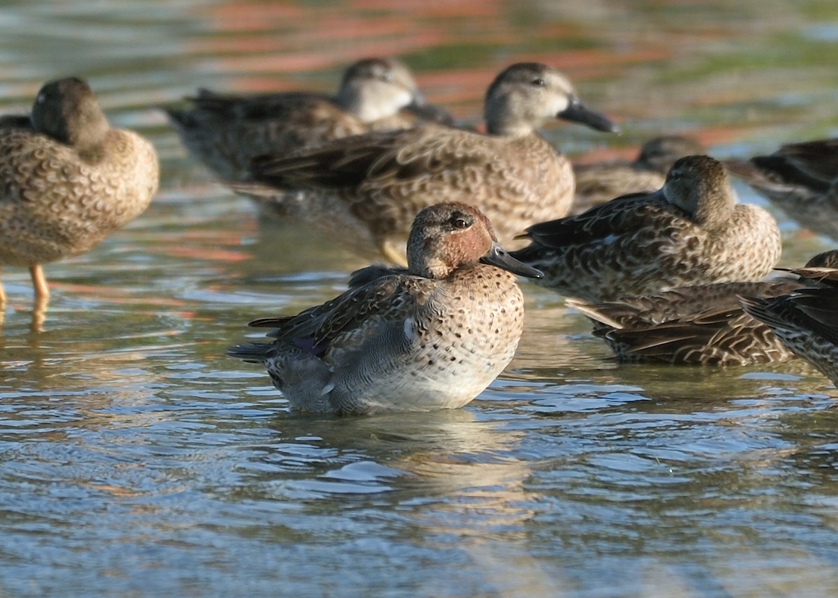 Green-winged Teal - ML191543091