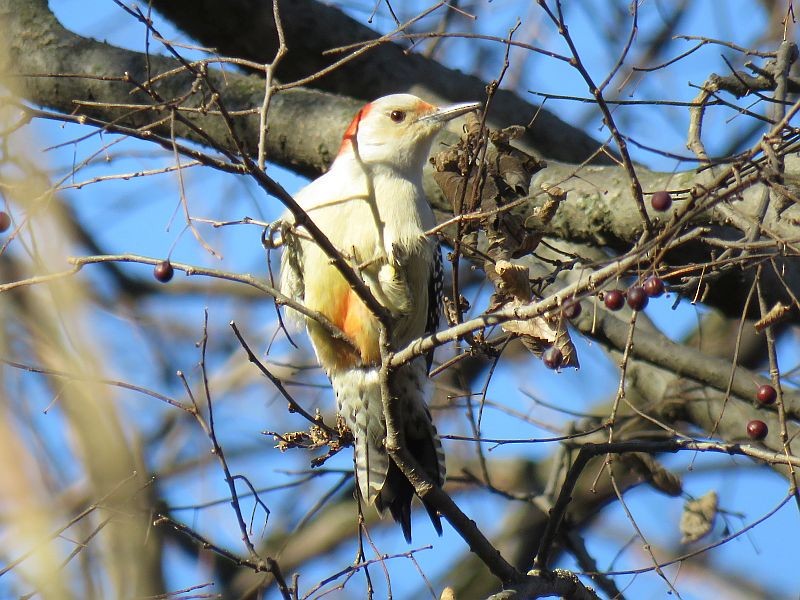 Red-bellied Woodpecker - Tracy The Birder