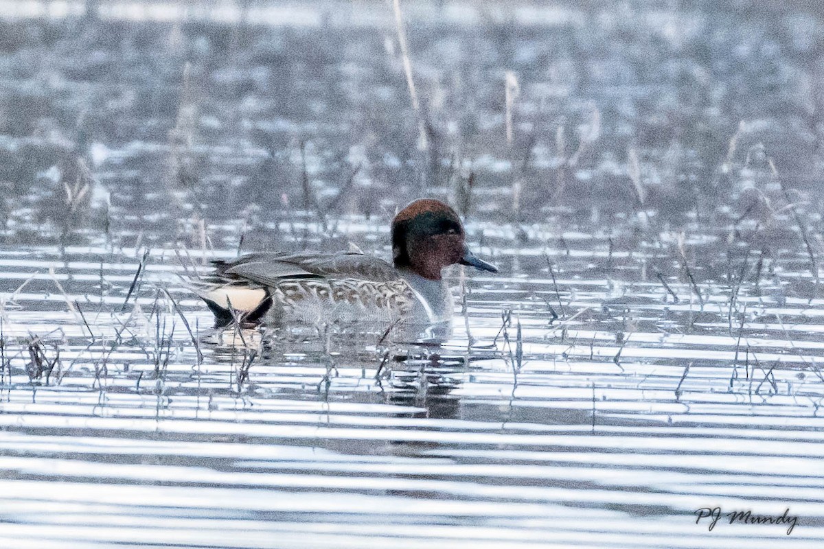 Green-winged Teal - ML191544421