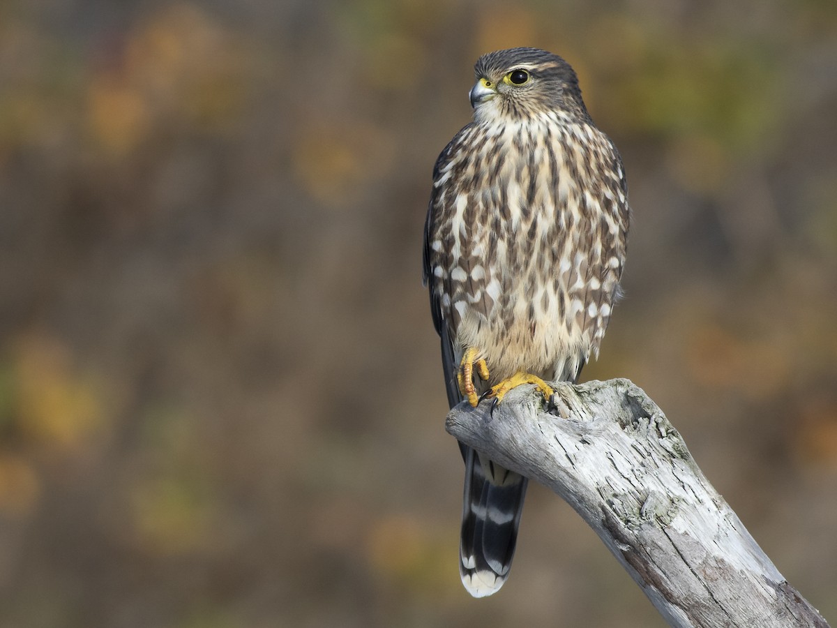 merlin falcon