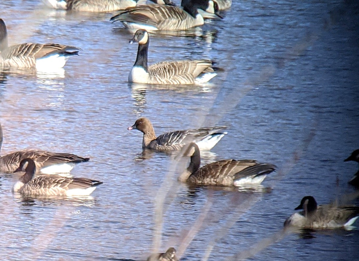 Pink-footed Goose - ML191544921