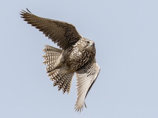  - Gyrfalcon