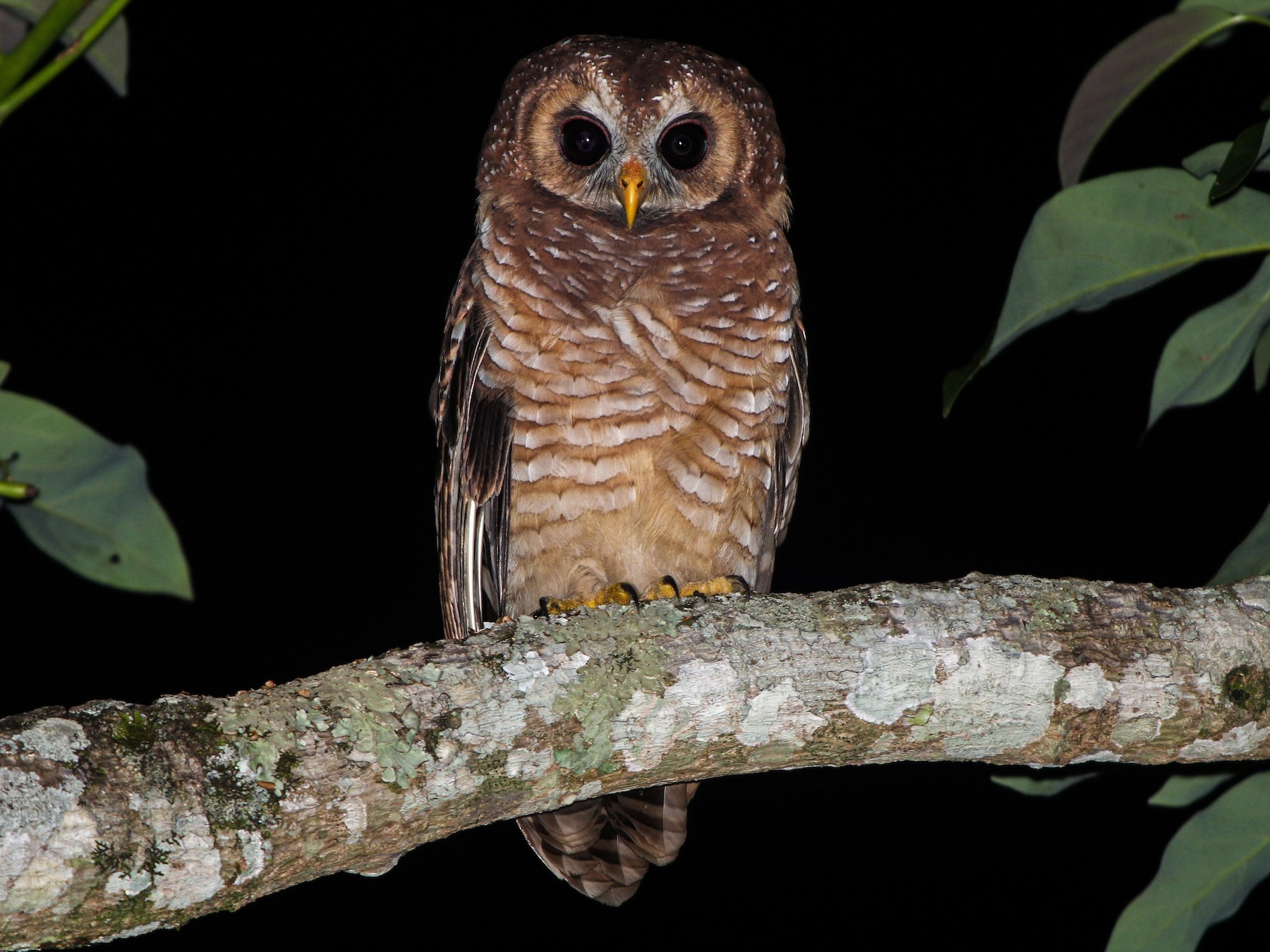 Download African Wood Owl Ebird